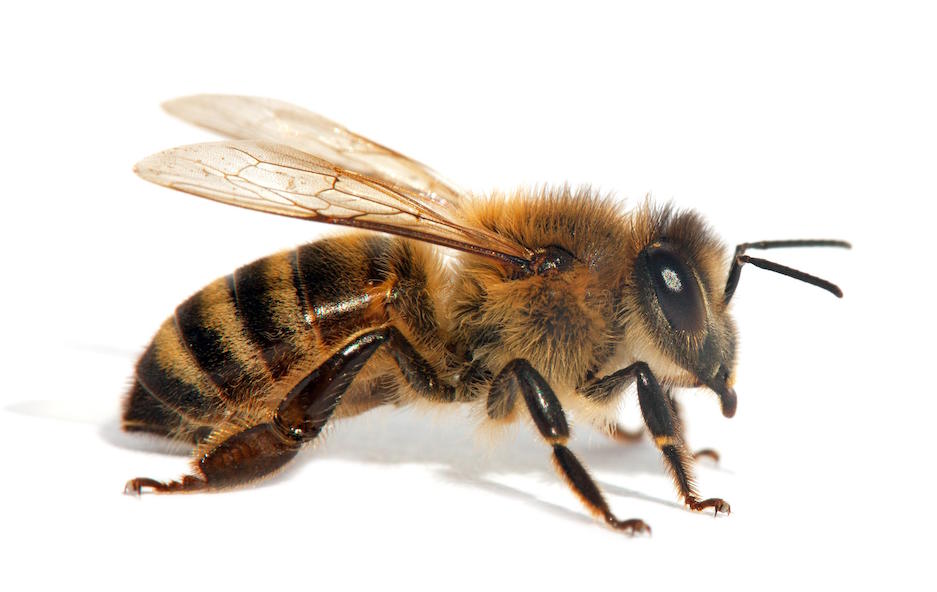 bee-profile
